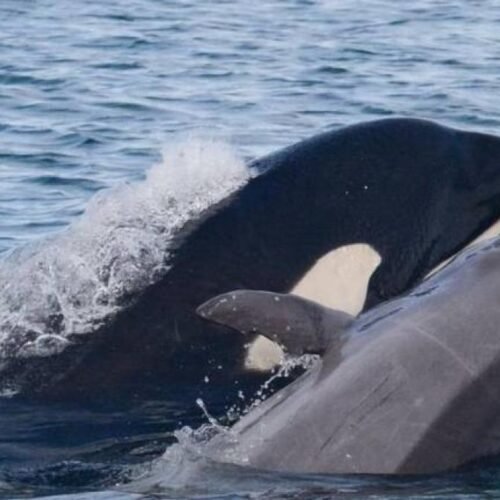 Descubierto un grupo de orcas que devoran delfines en manada