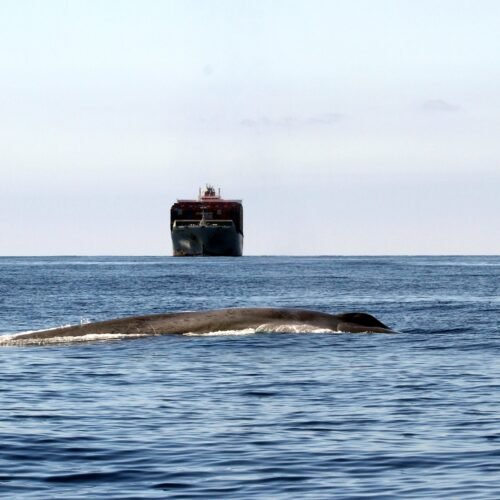 Los puntos negros del mar: los barcos más grandes del mundo amenazan el hábitat de las ballenas