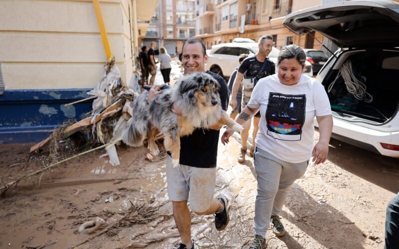 Cómo ayudar a la adaptación de mascotas acogidas tras la dana