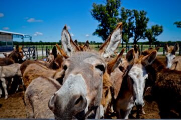Los burros no son más tontos que los caballos, solo diferentes