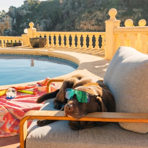 Cómo elegir la residencia de verano adecuada para nuestras mascotas