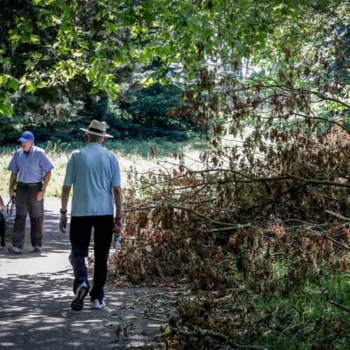 Una huelga de jardineros en Vitoria provoca una explosión de flores: “Si se deja que se desarrollen las plantas, la biodiversidad se multiplica”