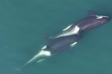 Cómo las orcas fabrican herramientas con algas marinas para acicalarse las unas a las otras