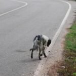 Alarma en las carreteras: Casi 1.900 perros mueren atropellados cada verano