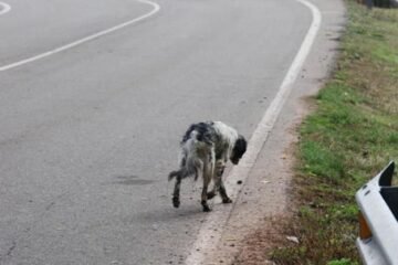 Alarma en las carreteras: Casi 1.900 perros mueren atropellados cada verano