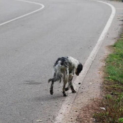 Alarma en las carreteras: Casi 1.900 perros mueren atropellados cada verano
