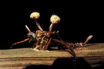 Insectos zombi: la inquietante relación de ‘control mental’ entre bichos y parásitos