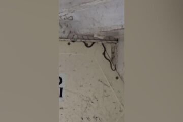 El hallazgo de una serpiente en la bodega de un avión provoca el retraso de dos horas en un vuelo en Australia