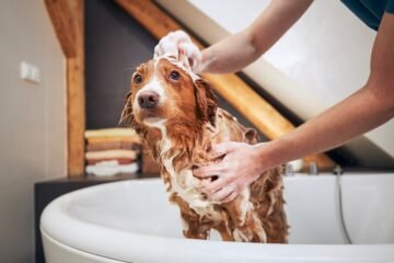 Cómo cuidar la piel de perros y gatos: la importancia del cepillado y la frecuencia del baño