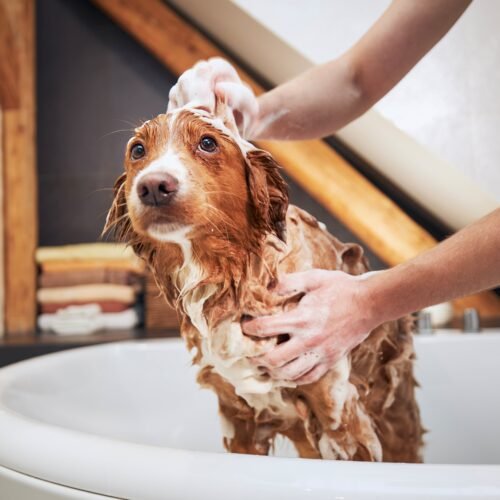Cómo cuidar la piel de perros y gatos: la importancia del cepillado y la frecuencia del baño