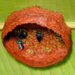 Sin jerarquías, machos, ni reina: el inédito matriarcado de una “comuna” de abejas en la selva costarricense