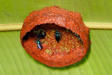 Sin jerarquías, machos, ni reina: el inédito matriarcado de una “comuna” de abejas en la selva costarricense