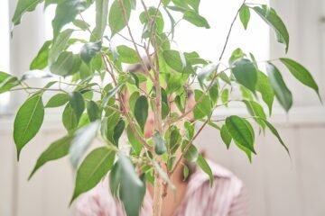 Hojas caídas, manchas en los bordes… ¿Qué hago si mi planta está enferma?