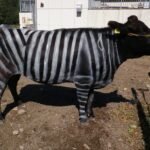 El alcohol ayuda a hablar idiomas, las moscas evitan a las vacas disfrazadas de cebras y otras investigaciones premiadas en los Ig Nobel
