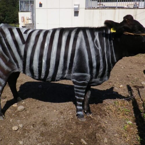 El alcohol ayuda a hablar idiomas, las moscas evitan a las vacas disfrazadas de cebras y otras investigaciones premiadas en los Ig Nobel