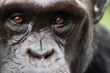 Compartimos el planeta con “otro ser racional”: los chimpancés cambian de creencia ante nuevas pruebas