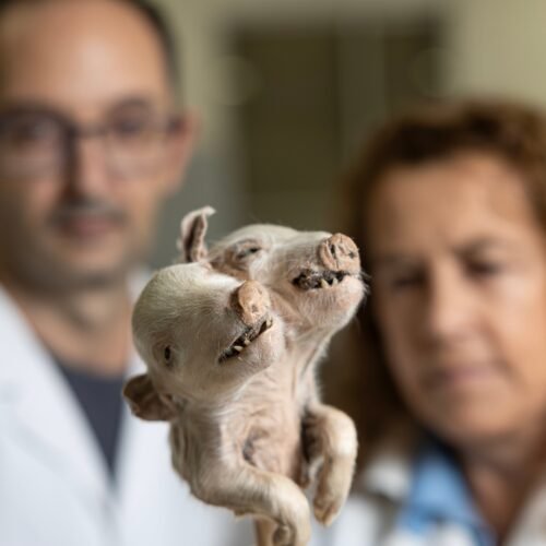 La mayor colección de malformaciones de España teme su cierre