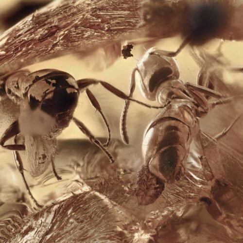 Hormigas atrapadas en ámbar cuentan cómo era la vida diminuta hace millones de años