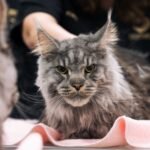 El mayor mapa genético del cáncer de los gatos abre la puerta a tratamientos compartidos con humanos