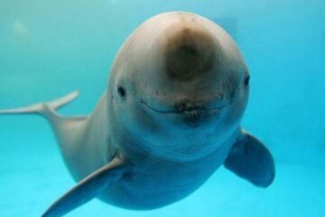 Grandes grupos de marsopas sorprenden en las costas de Shetland (Reino Unido)