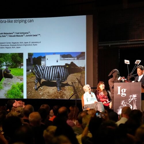 Los prestigiosos ‘Nobel de broma’ se mudan a Europa después de 35 años en EE UU: “Se ha vuelto inseguro para nuestros premiados”