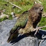 Bruce, el loro con discapacidad que acabó dominando a su bandada