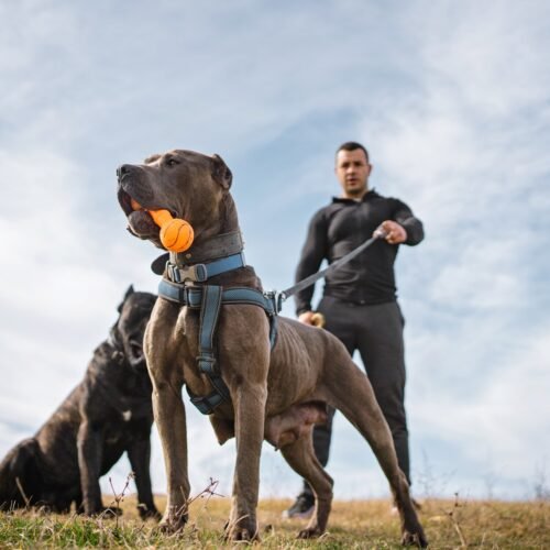 El auge de los perros guardianes: “Les adiestramos en obediencia y socialización, pero trabajamos también con los dueños”