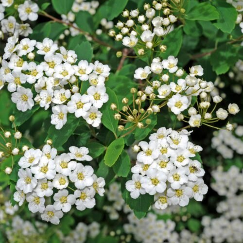 El momento álgido de la espírea de Van Houtte, el arbusto de nombre aristocrático que prefiere crecer aislado