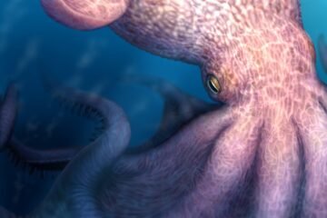 El kraken era real: descubierto un pulpo carnívoro de hace cien millones de años que medía 19 metros