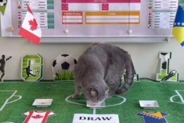 Maximus, el gato del primer ministro belga que aspira a ser el sucesor del pulpo Paul en el Mundial 2026