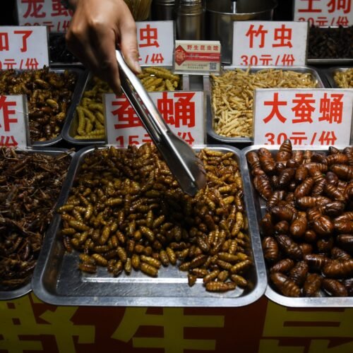 El asco de los europeos para incluir insectos en su dieta viene de lejos y es biológico