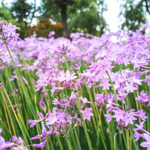 Junio en el jardín: floraciones y aromas cuando el verano ya ejerce con señorío