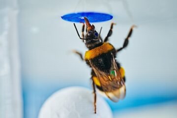 Los abejorros también usan herramientas de forma intuitiva como los humanos y los grandes simios