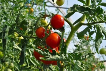 AgroFraudes – La Era Dorada