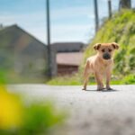 ¿Cómo actuar si se encuentra un animal abandonado?
