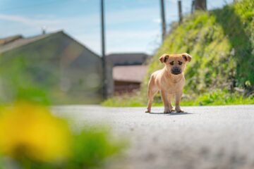 ¿Cómo actuar si se encuentra un animal abandonado?