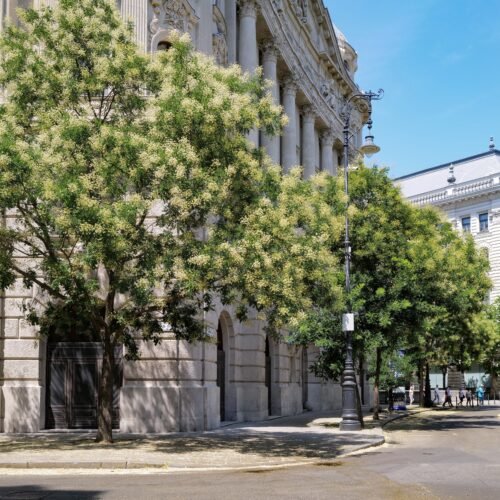 La acacia del Japón, el árbol que alfombra de flores las aceras
