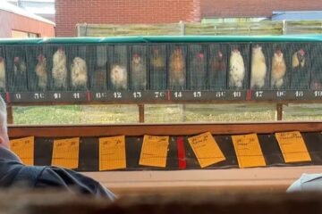 Bélgica acoge el concurso de canto de gallos ‘Le Coq Hesbignon’