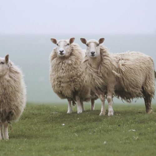La leyenda de los Pérez de las Shetland