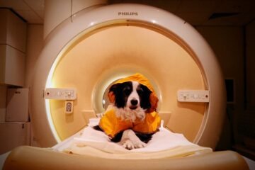 Tu perro sabe cuándo estás triste y cuándo tienes miedo: así es como su cerebro distingue nuestras emociones
