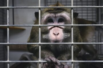 Uno de cada dos españoles apoya usar animales en investigaciones científicas